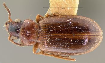 Media type: image;   Entomology 5936 Aspect: habitus dorsal view